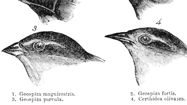 sketches from Darwin’s journals